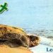 世界最大の亀オサガメが何故か秋田で発見！【世界巨大生物シリーズ】
