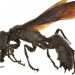 世界最大の巨大スズメバチ「ガルーダ」の大きさは記録的！デカすぎる！【世界巨大生物シリーズ】
